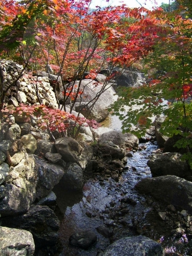 발갛게 단풍이 든 계곡