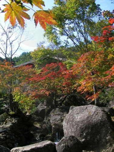 단풍이 든 움집