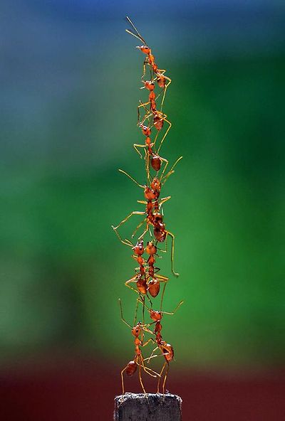 803c2ba9fafdfe4091942efecaa109a7