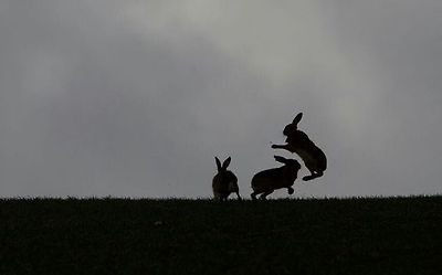 兔照