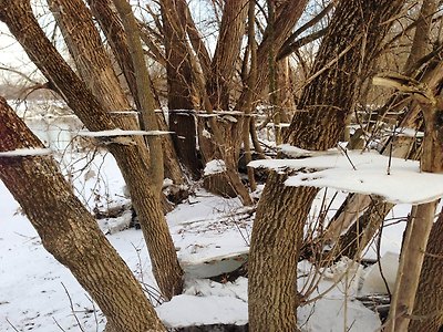 ice-and-snow-on-tree-after-flood-trippy-effect.jpg
