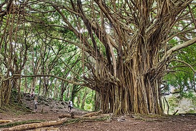 ancient-banyan-big-island-hawaii-james brandon