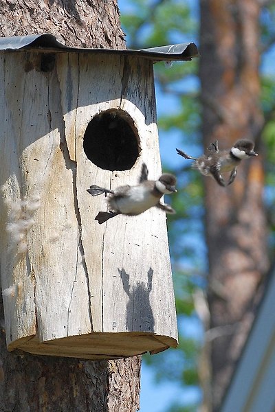 baby-common-goldeneye-ducks-leaving-nest-flying-for-first-time baby-common-goldeneye-ducks-leaving-nest-flying-for-first-time