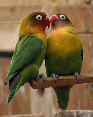 http://upload.wikimedia.org/wikipedia/commons/5/50/Agapornis_-probably_a_hybrid-5i.jpg?Width=300