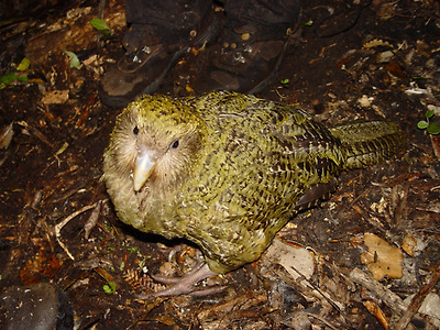 http://upload.wikimedia.org/wikipedia/commons/6/6d/Strigops_habroptilus_1.jpg?Width=400