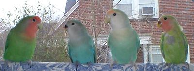 http://upload.wikimedia.org/wikipedia/commons/a/a1/Lovebirds.family.jpeg?Width=400