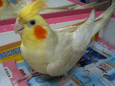 http://upload.wikimedia.org/wikipedia/commons/f/f2/Cockatiel3.jpg?Width=300