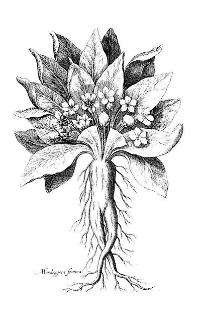 Image of mandrake from de Bry's Florilegium Renovatum et Auctum, 1641