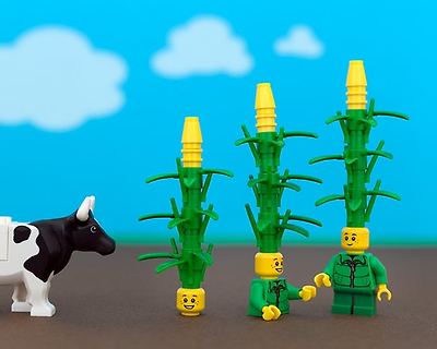 States Of LEGO