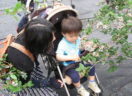 ブルーベリーの実