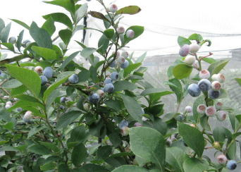 ブルーベリーの木