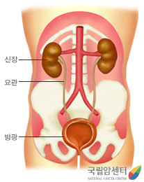방광의 위치 - 신장, 요관, 방광