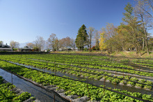 대왕 와사비 농장