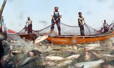 fishermanì ëí ì´ë¯¸ì§ ê²ìê²°ê³¼