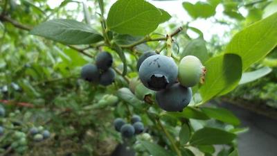 신안 하의도 친환경 블루베리 수확 시작