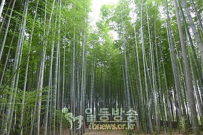 담양 대나무 밭