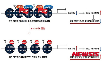 방광암 진행 관여 인자·조절기전 발견...동남권원자력의학원