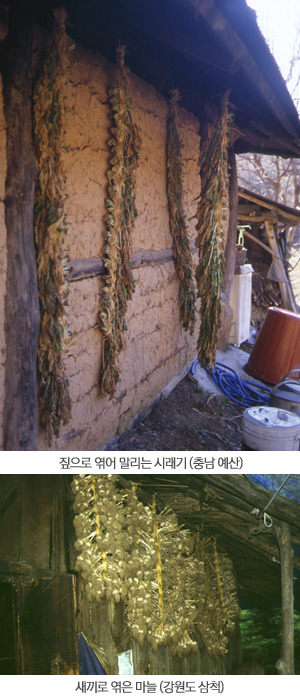 짚으로 엮어 말리는 시래기(충남예산)-위
새끼로 엮은 마늘(강원도 삼척)-아래