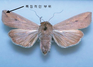 멸강나방 성충 모습