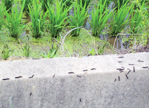 애벌레 이동 모습