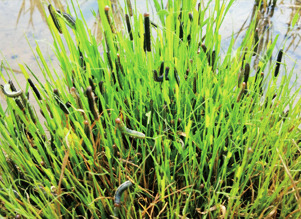 논 가장자리 모판에 발생