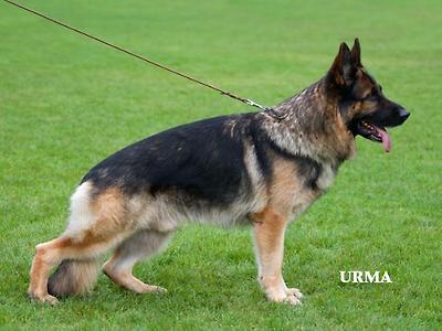 VA (&Ouml;) Arex vom Herbramer-Wald