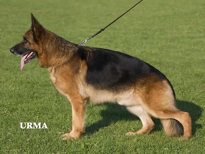 VA1 2007 Pakros d`Ulmental