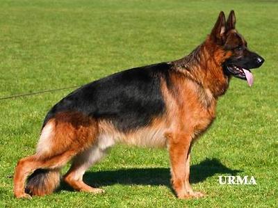 V14 - V 11 - Solo vom Team Fiemereck