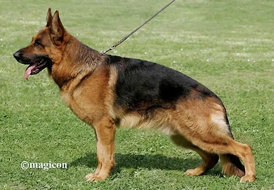 VA3(GER) VA1(ITALY) Dux de Cuatro Flores