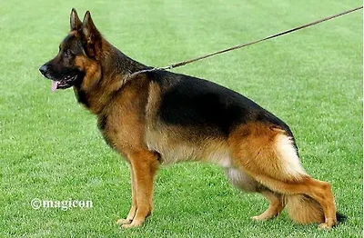 VA3 USA V13 SHZ Andrjuscha van Noort