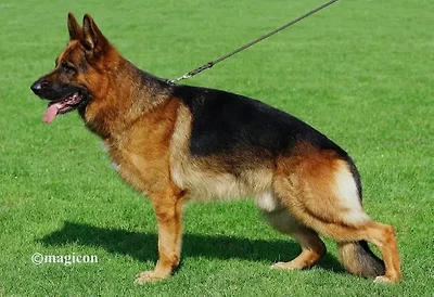 VA2(2007 BSZS) Quenn  vom  L&ouml;her  Weg