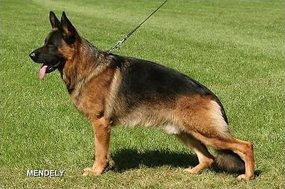 V12 Kalli von der Werther-M&uuml;hle