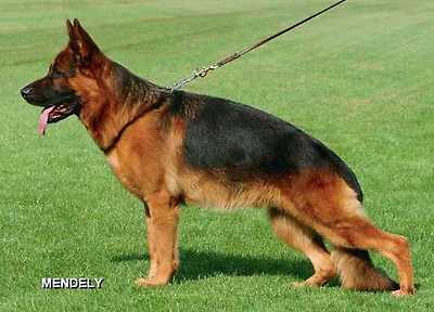 VA6 (BSZS-2007) Nando vom Gollerweiher