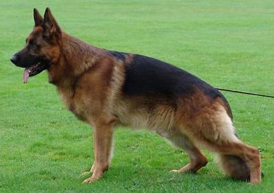 V3 (2006 BSZS) Quantum vom Fiemereck