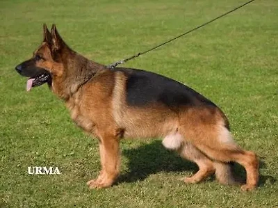 V1 YUKON v.d. BASTILLIE   SG27 BSZS 2006