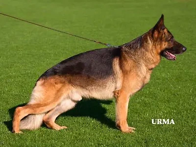 VA2 (N) Ilbo vom Holtk&auml;mper See