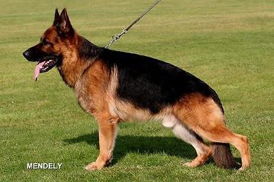 V Tiras vom Roten Feld