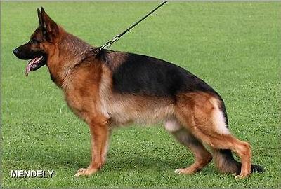 V15 Negus vom Holtk&auml;mper See