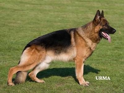 V33 OBERHAUSEN 2006 Yambo von der Radsieksbeeke