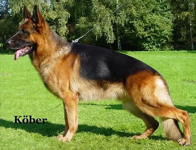 VA1 (USA) Bazi von der Urbecke