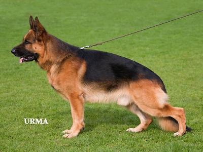 VA7 Odin vom Holtk&auml;mper Hof