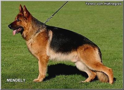 SG2 Yenno vom H&uuml;hnegrab