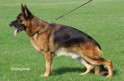 VA4 Vegas du Haut Mansard