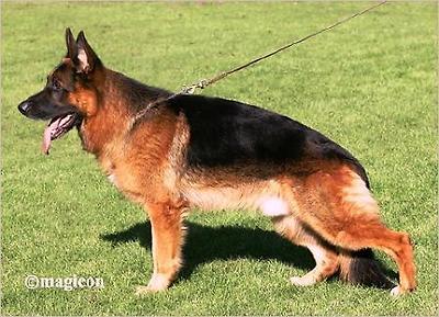 VA1 (FINN) Mischaland's Joaqin