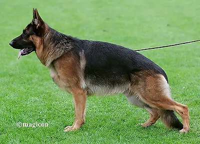 V1 Merlin vom Osterberger-Land