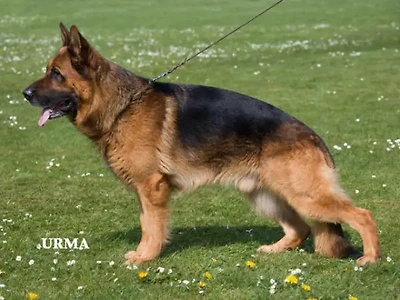 VA 1 SSM  NUCH Ingodds Agassi