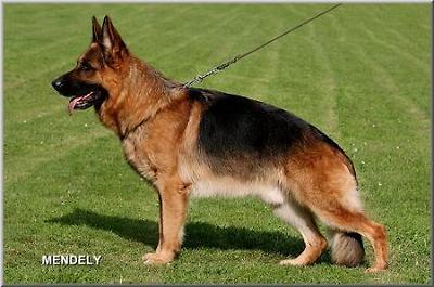 Matscho vom Hasenborn