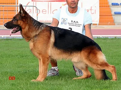 V Aron della Terra dei Forti