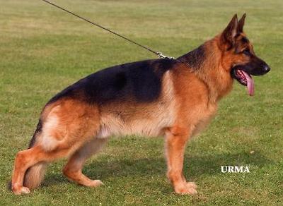 V 36 (HZS) Losso vom Schloß Weitmar