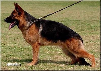 BRITISH SIEGER Astana Alfons